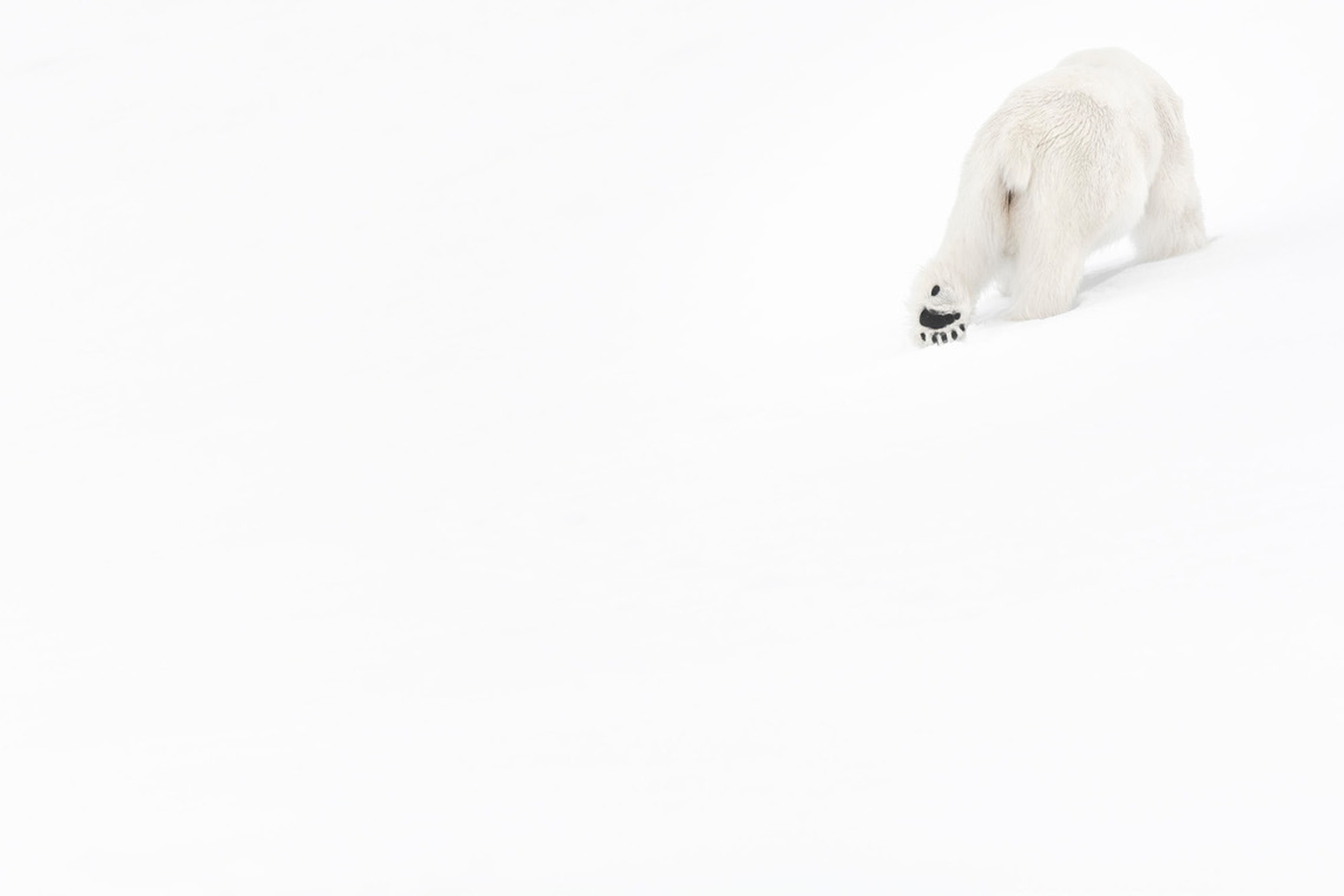 4_Vincent Munier Orso polare, Svalbard, 2014
