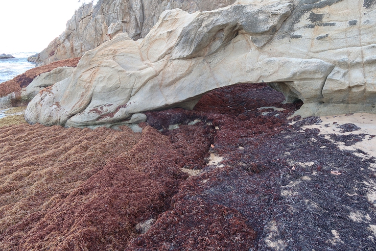 Sargasso alga infestante