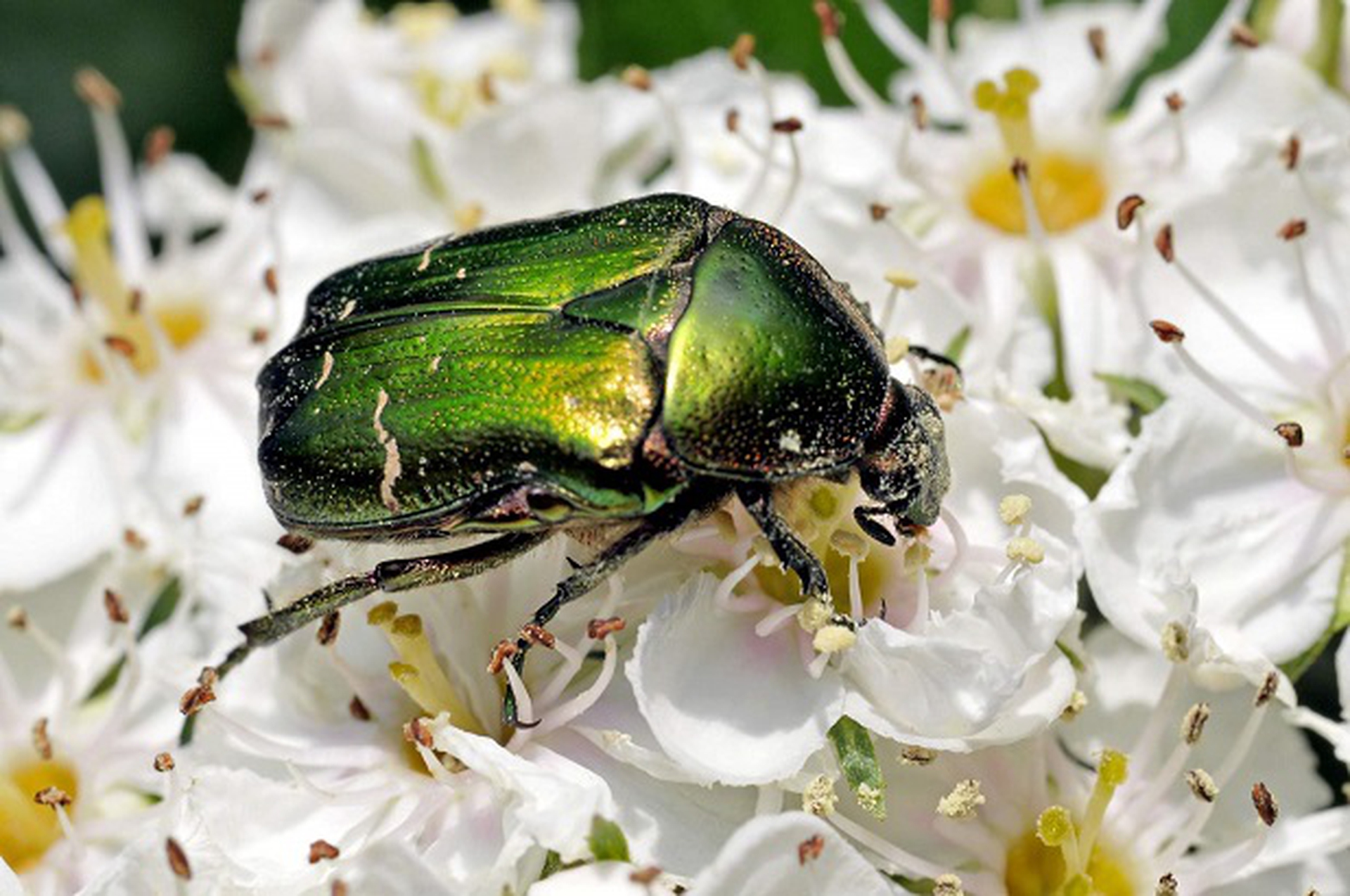 Cetonia aurata
