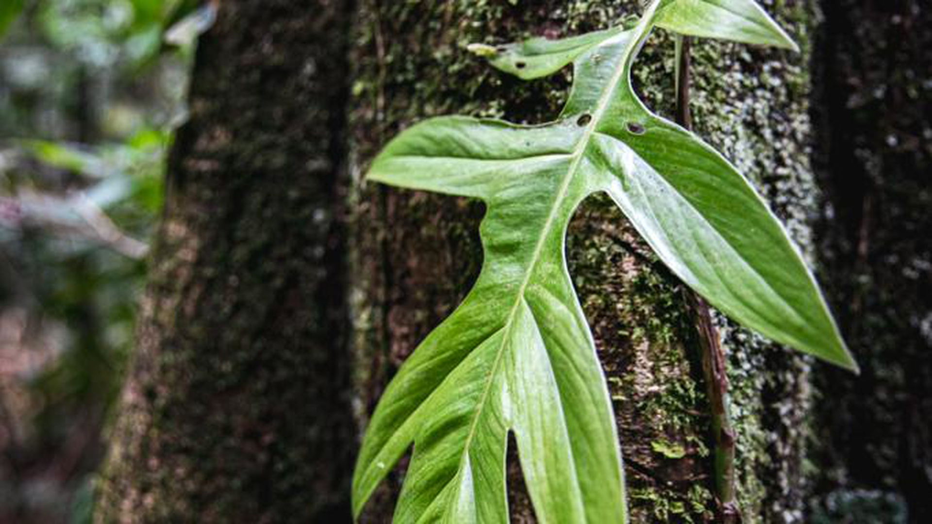 come sta l'amazzonia