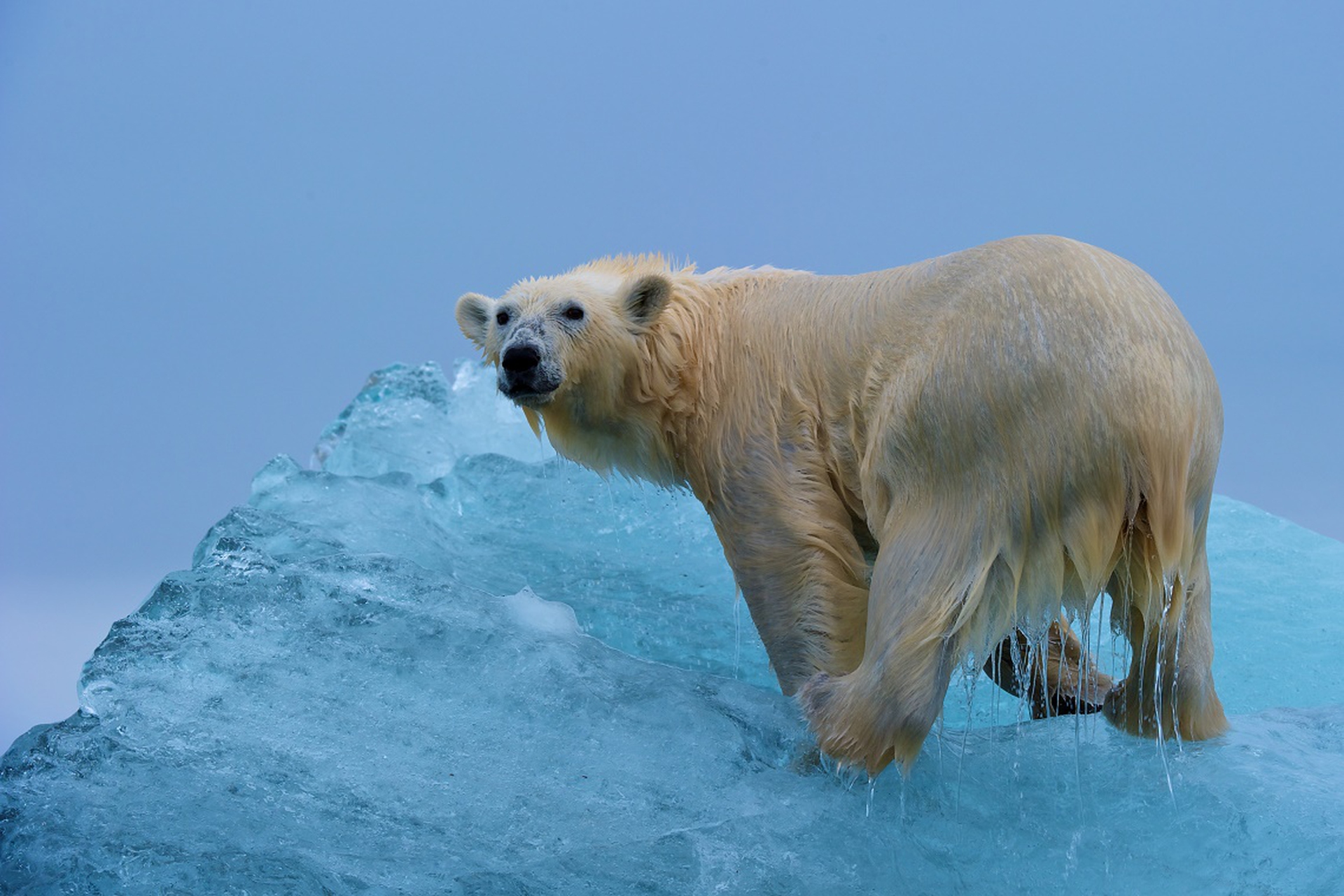 The effects of climate change -