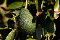 Come si mangia l’avocado: tra ricette, caratteristiche e proprietà