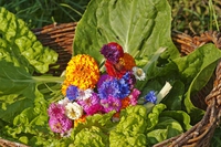 Insalata di erbe primaverili