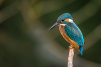 Buone notizie per la biodiversità raccolte in giro per il mondo