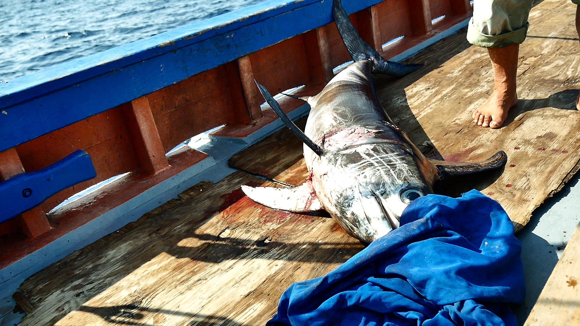 La brutale pesca del pesce spada con l'arpione