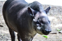 Come i tapiri contribuiscono alla rinascita delle foreste in Brasile