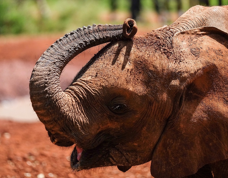 Cucciolo di elefante