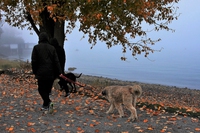 Cambiamenti climatici e animali domestici, allarme rosso anche per loro