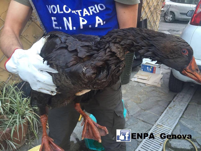 Il salvataggio di un uccello sporco di petrolio