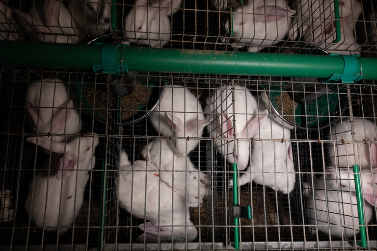 Le gabbie sono basse e strette e lo spazio che hanno a disposizione non supera quello della superficie di un foglio A4 