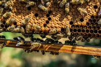 Api in pericolo. Il Consiglio europeo ritiene accettabile la perdita del 10% delle colonie