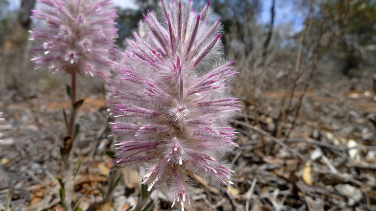 L'essenza del fiore australiano mulla mulla può essere usata a livello topico per la cura dell'herpes virus © wikimedia