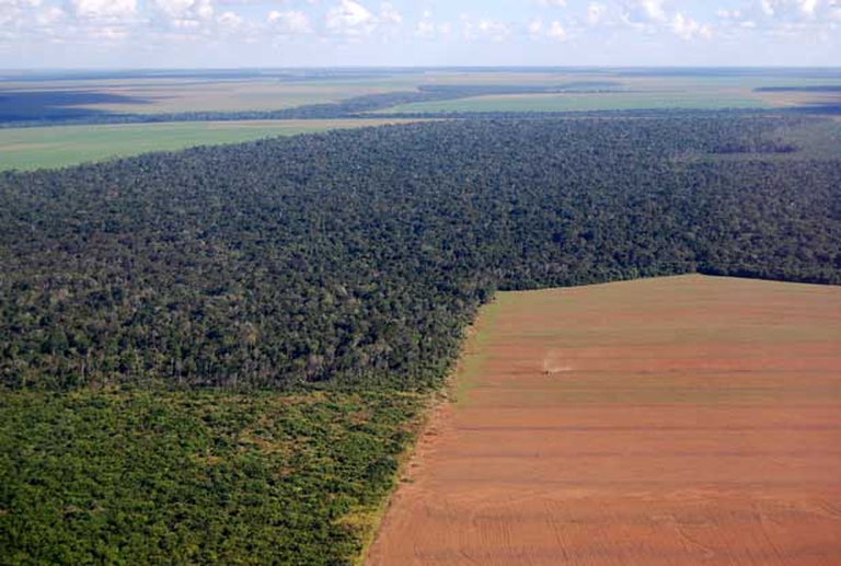 deforestazione-soia