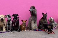 Milano, sterilizzazione gratuita per gli animali dei cittadini meno abbienti