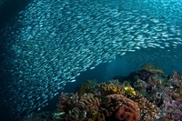 Siglato l’accordo per una pesca sostenibile nel Mediterraneo