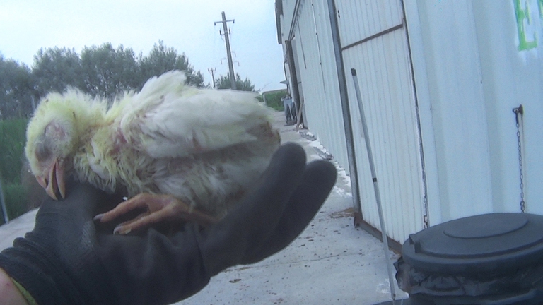 allevamenti polli italia