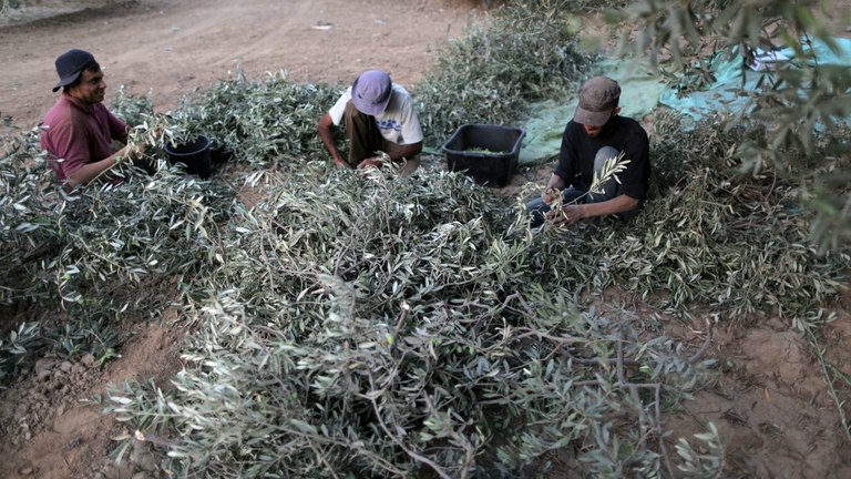 La grande maggioranza delle aziende agricole italiane, secondo la Cia, si sono affrancate dal caporalato © GettyImages