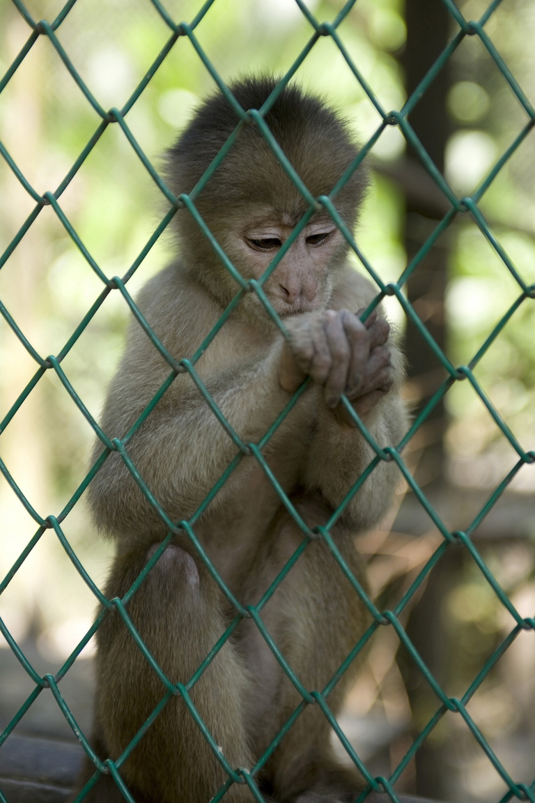 scimmia in gabbia