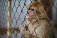 Where the animals of the worst zoo in the world will go