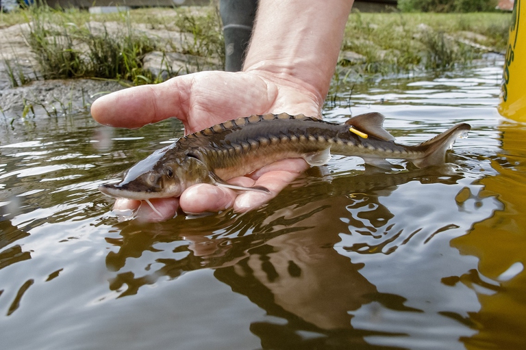 Reintroduzione di uno storione