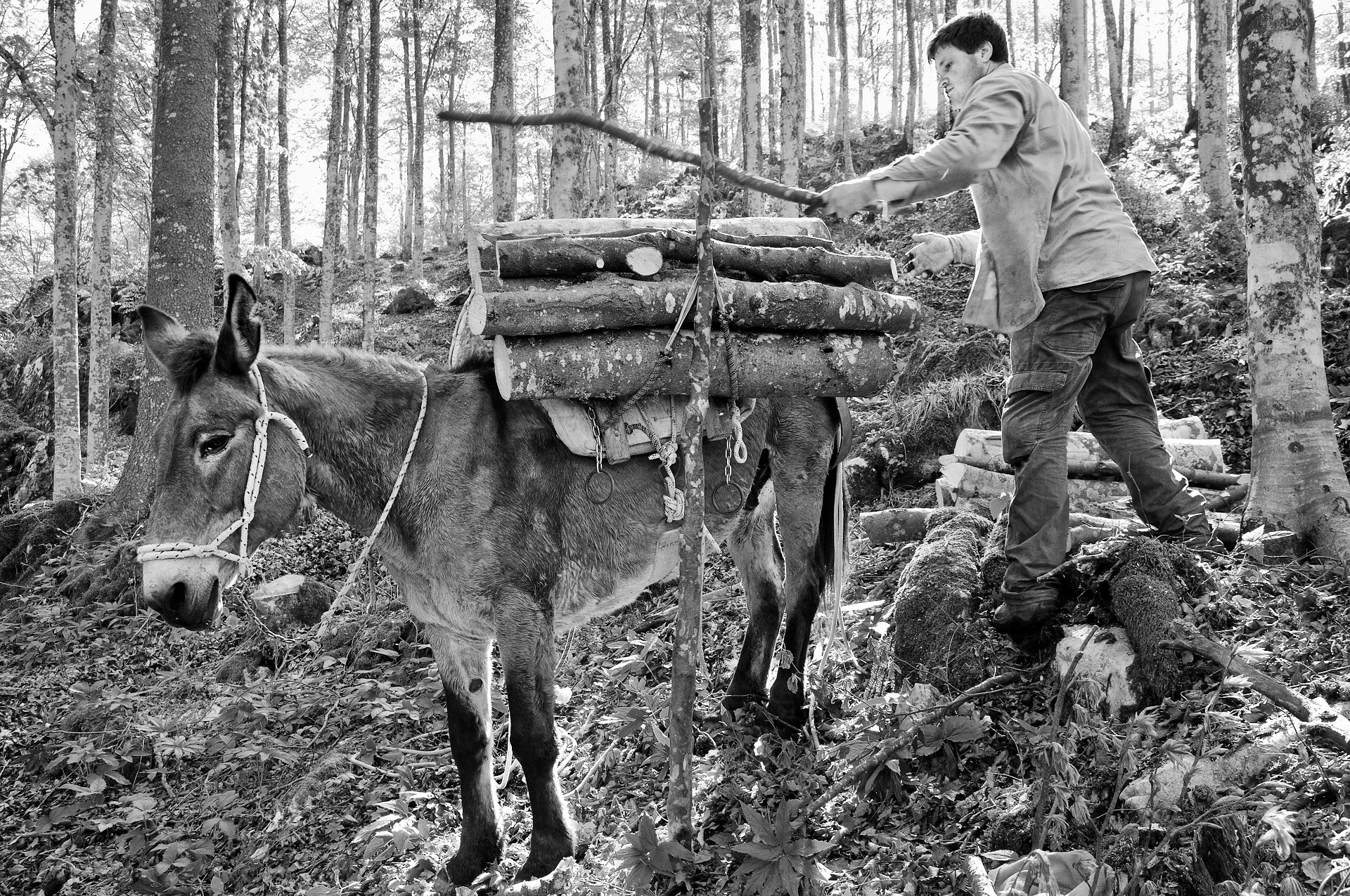 Foreste italiane, Cansiglio