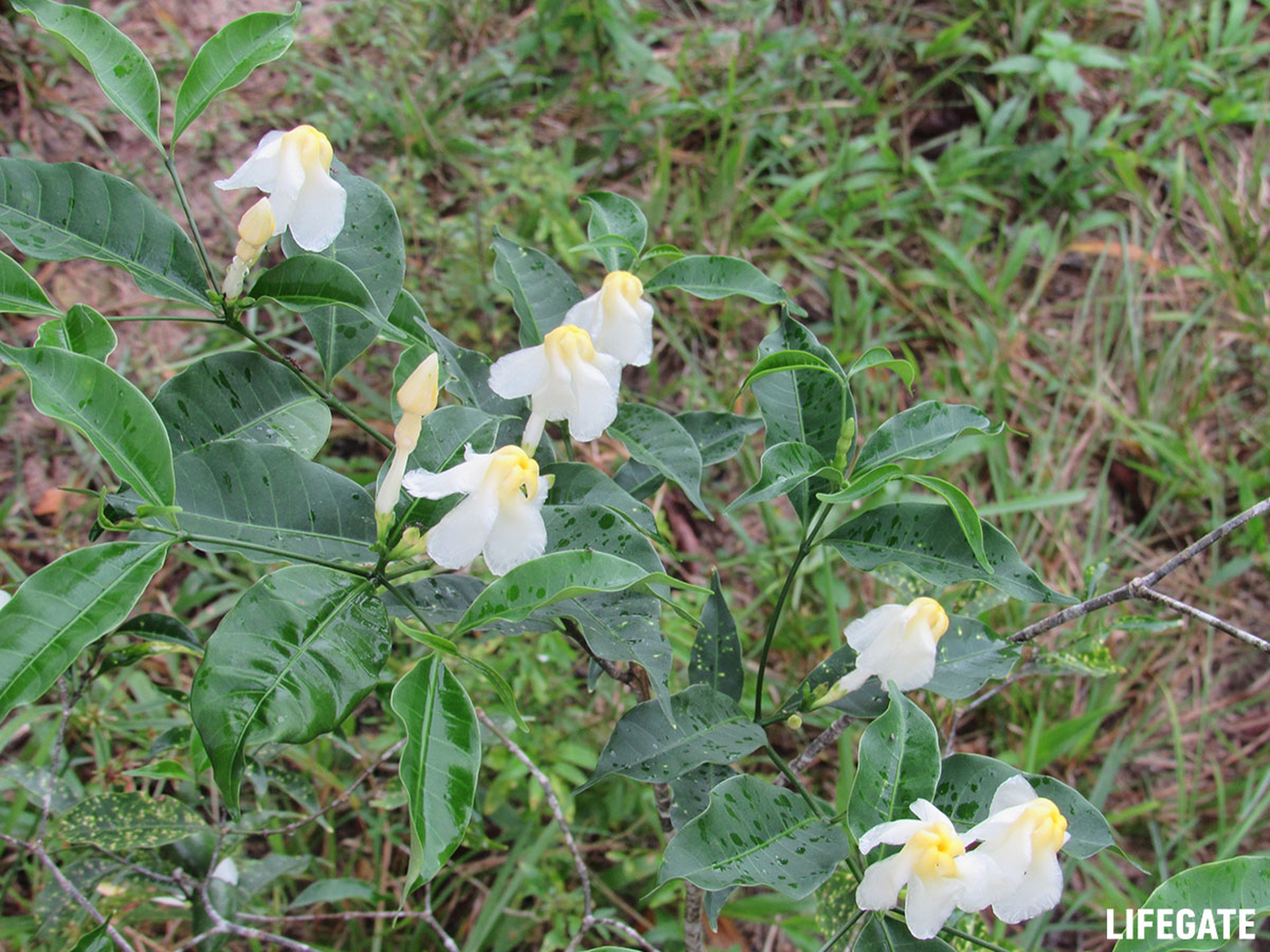 Foreste in piedi 2017