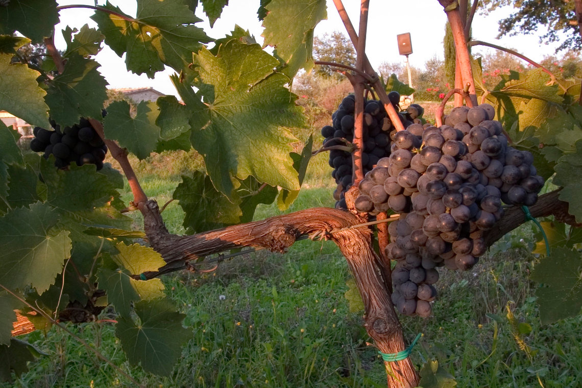 Paradiso di Frassina