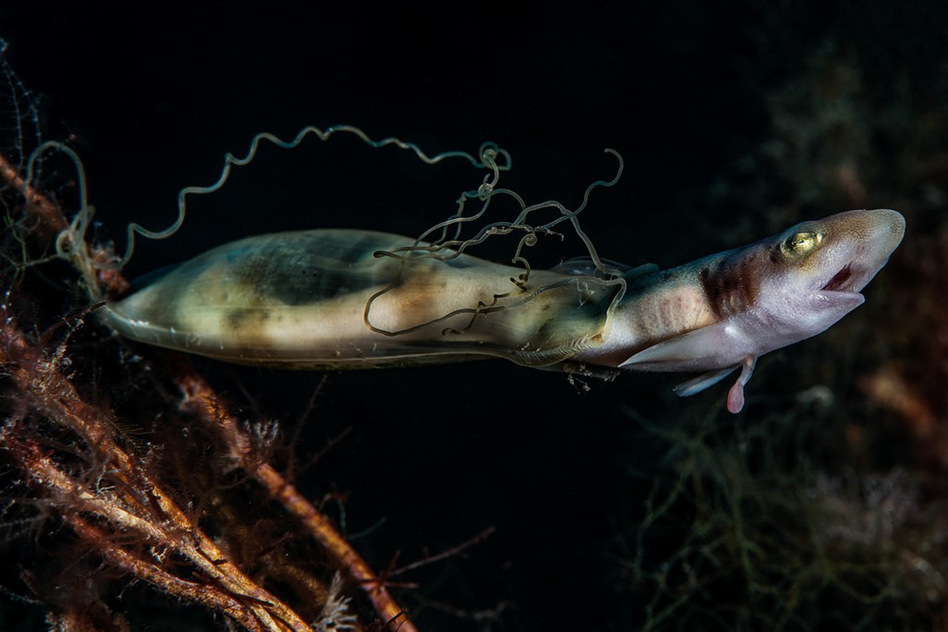 Le foto che hanno vinto l'Underwater photographer of the year 2018