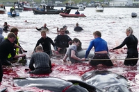 Grindadráp. 98 cetacei sono stati uccisi in un solo giorno alle isole Faroe, di nuovo