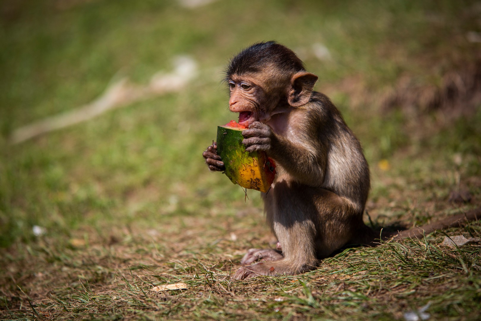 Il festival delle scimmie in Thailandia