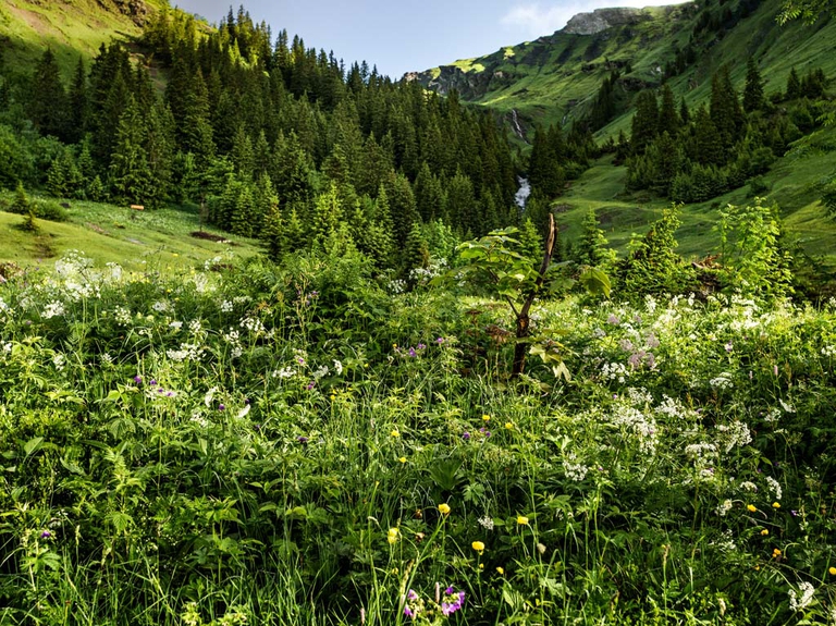 Le erbe Ricola nascono sulle montagne svizzere © Ricola