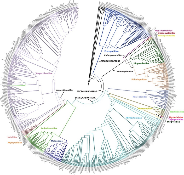 nuovo albero della vita