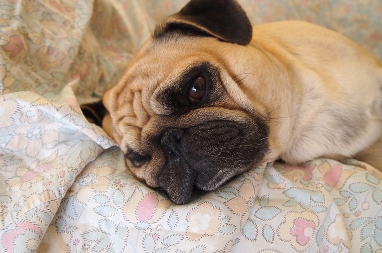 jogging col cane, razze ideali e suggerimenti utili