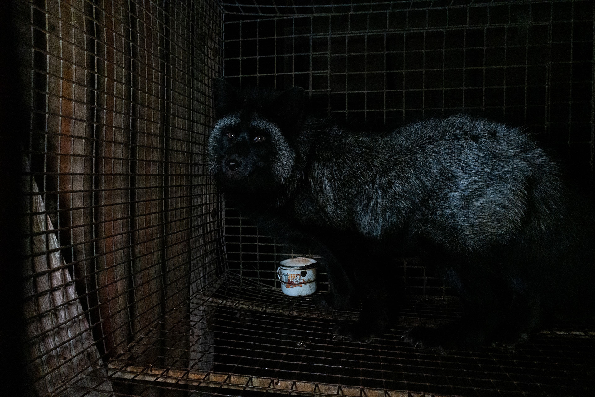 Allevamento di volpi