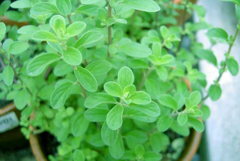 marjoram