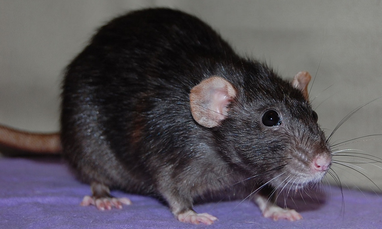 Ratto nero