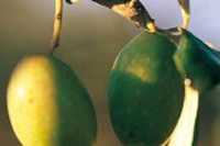 L’olio d’oliva che viene dal sole