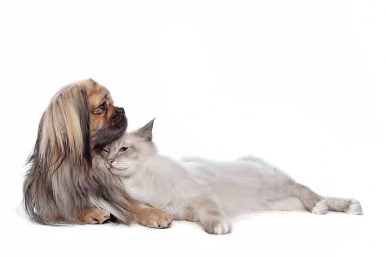 dog and Cat in front of a white background
