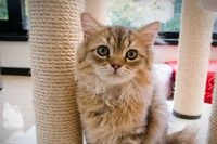Apre il primo cat café d’Italia, grazie (anche) al crowdfounding