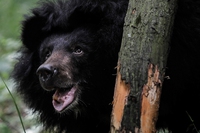 Moon bears, a sanctuary to save them from bile farms opens in Laos