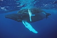 Adesso il Giappone vuole cacciare le balene nell’oceano Pacifico