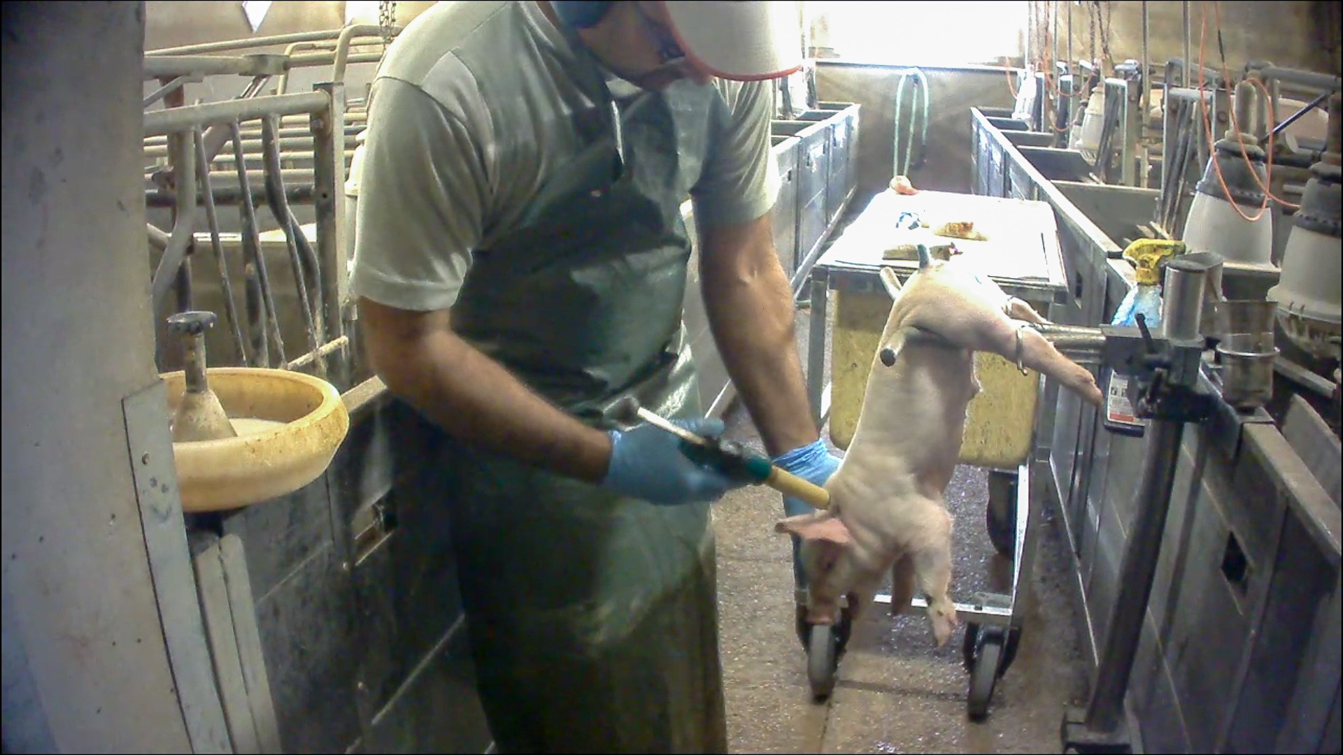 Violenze perpetuate contro un maialino