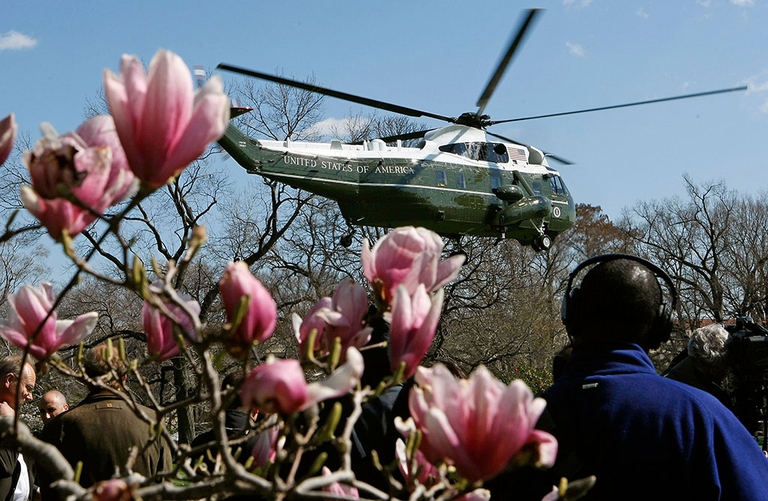 magnolia della casa bianca