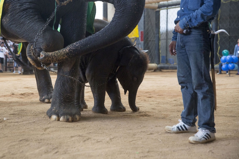 Elephants exploited for tourists
