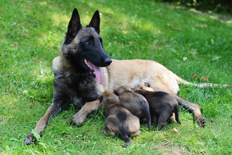 female dog of belgian shepherds malinois with puppies
