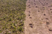 Nel 2024 la deforestazione in Brasile è diminuita del 32,4 per cento rispetto all’anno precedente