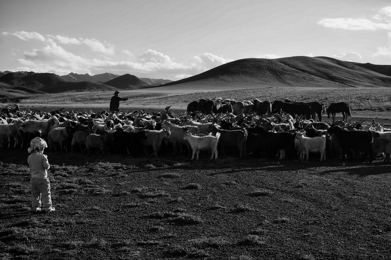Vanishing Shepherds, Sara Munari, mongolia