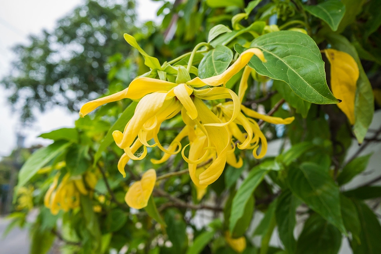 ylang ylang stimola l'ossitocina