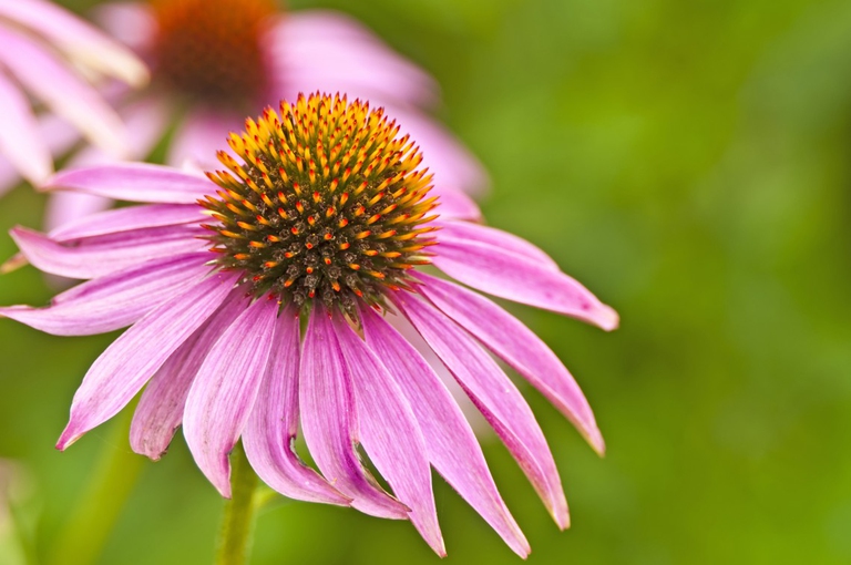 echinacea
