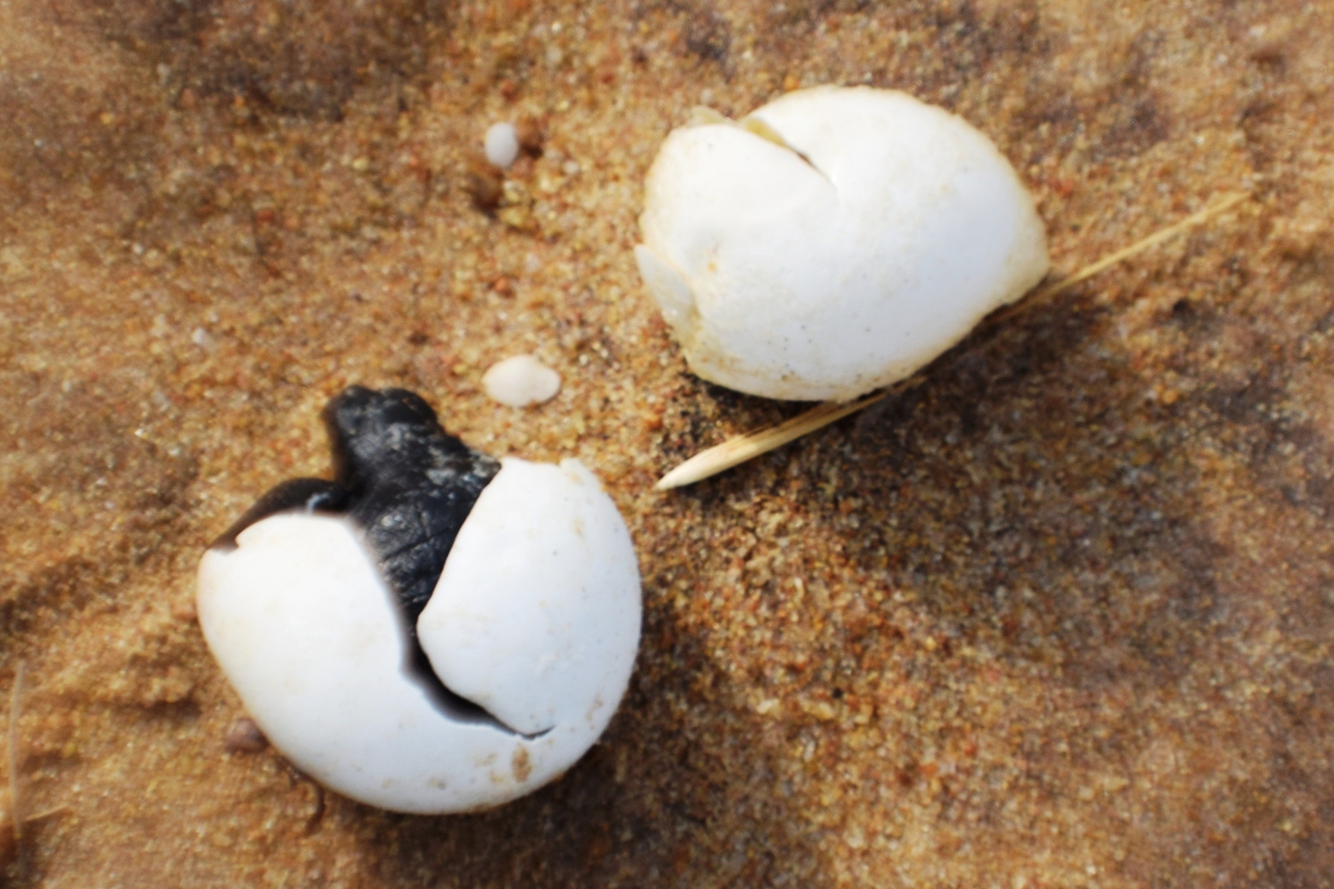 Turtles-Hatchling-India-Gallery-06